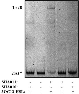 Naringenin Inhibition of the Pseudomonas aeruginosa Quorum Sensing Response Is Based on Its Time-Dependent Competition With N-(3-Oxo-dodecanoyl)-L-homoserine Lactone for LasR Binding